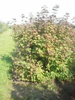 Gelderse Roos (Viburnum Opulus) -PlantenPracht Winkel viburnum opulus 150 200 1