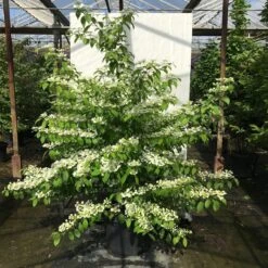 Japanse Sneeuwbal (Viburnum Plicatum 'Kilimandjaro Sunrise') 12 Japanse Sneeuwbal (Viburnum Plicatum 'Kilimandjaro Sunrise') -PlantenPracht Winkel viburnum plic. kilimandjaro 150 175 c50