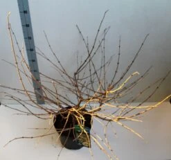 Sneeuwbal (Viburnum Plicatum 'Mariesii') -PlantenPracht Winkel viburnum plic mariessii 80 10 cm co. 10lv kopie 2