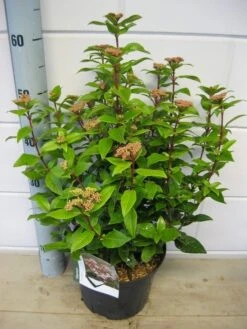 Sneeuwbal (Viburnum Tinus 'Spirit') -PlantenPracht Winkel viburnum spirit c5 7 2 2019 1 1