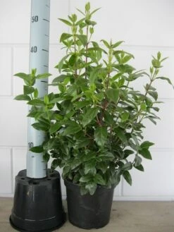 Sneeuwbal (Viburnum Tinus 'Spirit') -PlantenPracht Winkel viburnum tinus 40 50 c3 april 2 2