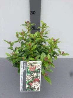 Groenblijvende Sneeuwbal (Viburnum Tinus 'Eve Price') -PlantenPracht Winkel viburnum tinus eve price 2