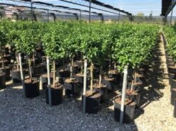 Sneeuwbal Op Stam (Viburnum Tinus 'Eve Price') -PlantenPracht Winkel viburnum tinus eve price 50cm stem 2