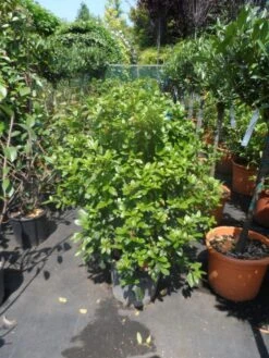 Groenblijvende Sneeuwbal (Viburnum Tinus 'Eve Price') -PlantenPracht Winkel viburnum tinus eve price 80 100 c20 1