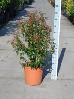 Groenblijvende Sneeuwbal (Viburnum Tinus 'Eve Price') -PlantenPracht Winkel viburnum tinus eve price 80 100 c20 1