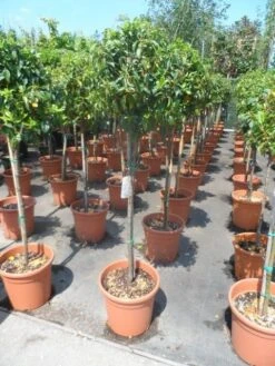 Sneeuwbal Op Stam (Viburnum Tinus 'Eve Price') -PlantenPracht Winkel viburnum tinus eve price 80stam c20