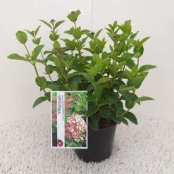 Sneeuwbal (Viburnum Tinus 'Lisa Rose') -PlantenPracht Winkel viburnum tinus lisarose 1