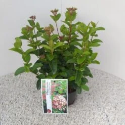 Sneeuwbal (Viburnum Tinus 'Lisa Rose') -PlantenPracht Winkel viburnum tinus lisarose pbr 1