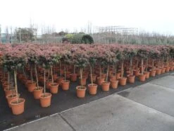 Sneeuwbal Op Stam (Viburnum Tinus 'Eve Price') -PlantenPracht Winkel viburnum tinus op stam 2