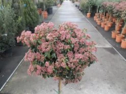 Sneeuwbal Op Stam (Viburnum Tinus 'Eve Price') -PlantenPracht Winkel viburnum tinus op stam 3