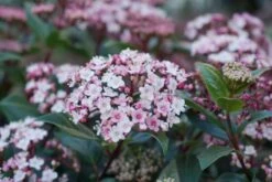 Sneeuwbal (Viburnum Tinus 'Spirit') -PlantenPracht Winkel viburnum tinus spirit 03