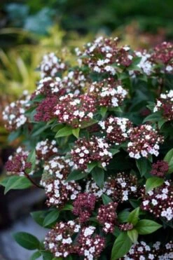 Sneeuwbal (Viburnum Tinus 'Spirit') -PlantenPracht Winkel viburnum tinus spirit 01