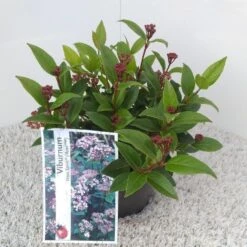 Sneeuwbal (Viburnum Tinus 'Spirit') -PlantenPracht Winkel viburnum tinus spirit pbr 1