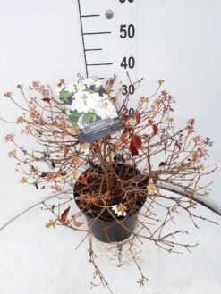 Sneeuwbal (Viburnum Plicatum 'Watanabe') 15 Sneeuwbal (Viburnum Plicatum 'Watanabe') -PlantenPracht Winkel viburnum watanabe c10 v02