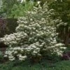 Japanse Sneeuwbal (Viburnum Plicatum 'Tomentosum') -PlantenPracht Winkel viburnumplictomentosumvi01