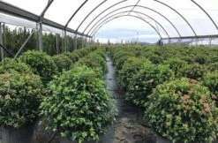 Sneeuwbal Als Bolvorm (Viburnum Tinus 'Eve Price') -PlantenPracht Winkel viburnumtinuseveprice 1