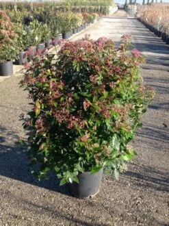 Sneeuwbal (Viburnum Tinus 'Spirit') -PlantenPracht Winkel viburnumtinusgl03
