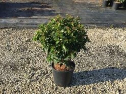 Sneeuwbal (Viburnum Tinus 'Spirit') -PlantenPracht Winkel viburnumtinusspirit01 1