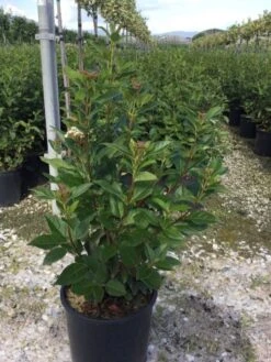 Sneeuwbal (Viburnum Tinus 'Spirit') -PlantenPracht Winkel viburnumtinusspirit02 1