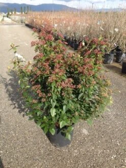 Sneeuwbal Als Bolvorm (Viburnum Tinus 'Spirit') 10 Sneeuwbal Als Bolvorm (Viburnum Tinus 'Spirit') -PlantenPracht Winkel viburnumtinusspiritbol01 1