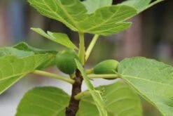 Vijg Als Solitair (Ficus Carica) -PlantenPracht Winkel vijg 1 1