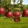 Appelboom (Malus Domestica 'Ingrid Marie') -PlantenPracht Winkel vima04441