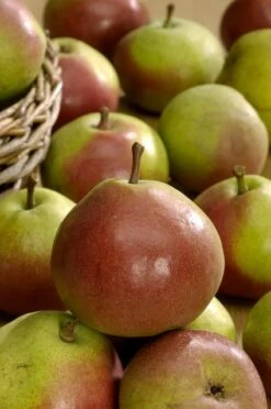 Perenboom (Pyrus Communis 'Zoete Brederode') 5 Perenboom (Pyrus Communis 'Zoete Brederode') -PlantenPracht Winkel vima04594