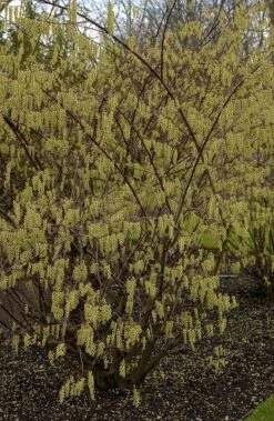 Staartaar (Stachyurus Praecox) -PlantenPracht Winkel vima04862 1