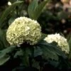 Sneeuwbal (Viburnum Opulus 'Roseum') -PlantenPracht Winkel vioroseu 9 1