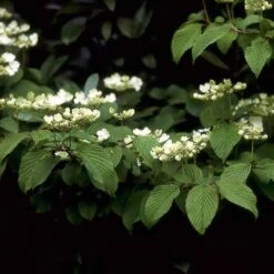 Sneeuwbal (Viburnum Plicatum 'Mariesii') -PlantenPracht Winkel vipmarie 10