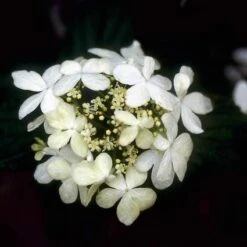 Sneeuwbal (Viburnum Plicatum 'Watanabe') 14 Sneeuwbal (Viburnum Plicatum 'Watanabe') -PlantenPracht Winkel vipwatan 8