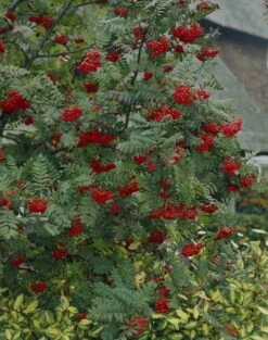 Vogelvriendelijke Haag -PlantenPracht Winkel visi07503