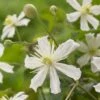 Bosrank (Clematis 'Paul Farges') -PlantenPracht Winkel visi104254