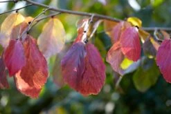 Grote Parrotia (Parrotia Persica) -PlantenPracht Winkel visi105613 1