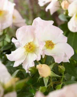 Roos (Rosa 'Sally Holmes')