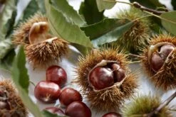 Tamme Kastanje Als Halfstam (Castanea Sativa) -PlantenPracht Winkel visi121584 1 2