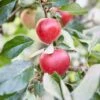 Appelboom (Malus Domestica 'Katja') -PlantenPracht Winkel visi153078