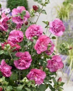 Altheastruik (Hibiscus Syriacus 'Magenta Chiffon') -PlantenPracht Winkel visi166899