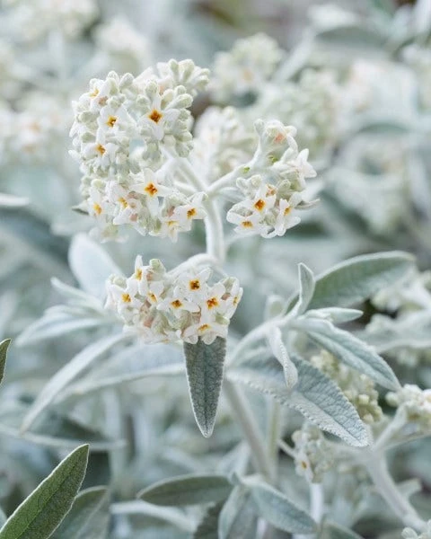 Vlinderstruik (Buddleja 'Silver Anniversary') 5 Vlinderstruik (Buddleja 'Silver Anniversary') - Afbeelding 3