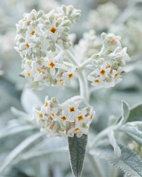 Vlinderstruik (Buddleja 'Silver Anniversary') 3 Vlinderstruik (Buddleja 'Silver Anniversary')
