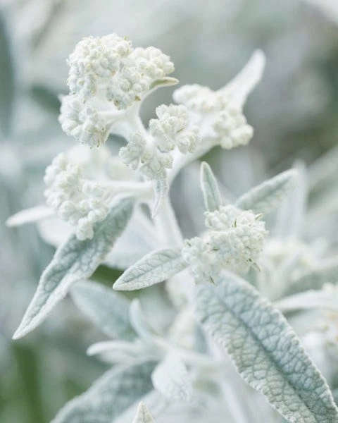 Vlinderstruik (Buddleja 'Silver Anniversary') 4 Vlinderstruik (Buddleja 'Silver Anniversary') - Afbeelding 2