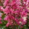 Lagerstroemia Als Halfstam (Lagerstroemia Indica 'Berry Dazzle') -PlantenPracht Winkel visi186296