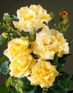 Heesterroos (Rosa 'Lichtkönigin Lucia' ®) -PlantenPracht Winkel visi35269