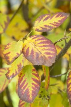 Dwerg Krentenboompje (Amelanchier Spicata) -PlantenPracht Winkel visi48397