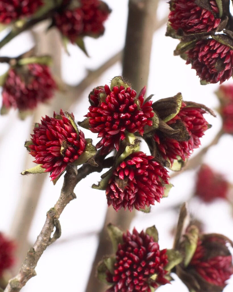 Grote Parrotia (Parrotia Persica) 4 Grote Parrotia (Parrotia Persica) - Afbeelding 2