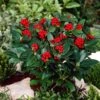 Skimmia (Skimmia Japonica 'Olympic Flame') -PlantenPracht Winkel visi66678