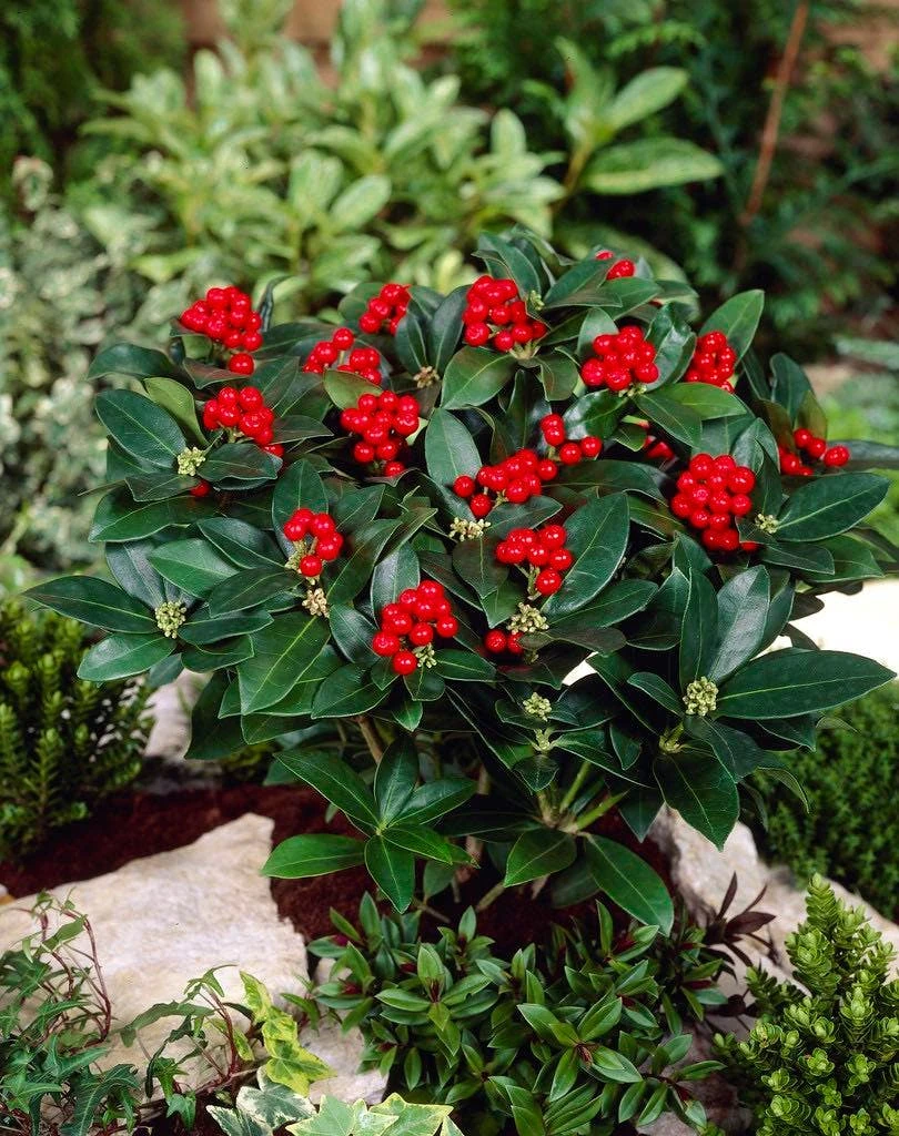 Skimmia (Skimmia Japonica 'Olympic Flame') 3 Skimmia (Skimmia Japonica 'Olympic Flame')