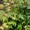 Japanse Esdoorn (Acer Palmatum 'Bi Hoo') -PlantenPracht Winkel visi69011