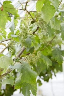 Muskaatdruif (Vitis Vinifera ‘Moscato Bianco’)