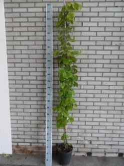 Sierdruif (Vitis Coignetiae) -PlantenPracht Winkel vitis coignetiae 175 200 c10